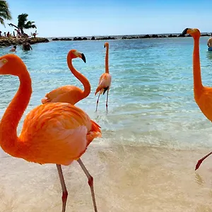 Casa de hóspedes Yoyita Aruba (adults Only)